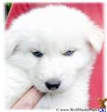 Wolf Dog